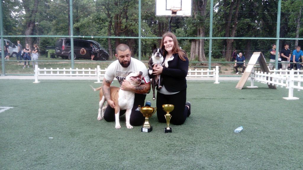 Boston Attitude - Les 2 meilleurs chiens du championnat du kosovo 2018