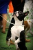  - Compétition Canada : Classique Royal Canin