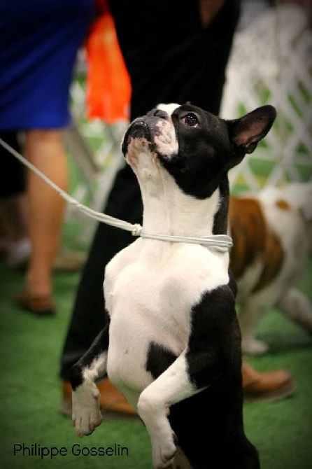 Boston Attitude - Compétition Canada : Classique Royal Canin