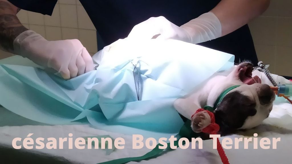 Boston Attitude - Nouvelle vidéo Youtube sur la césarienne d'une Boston Terrier