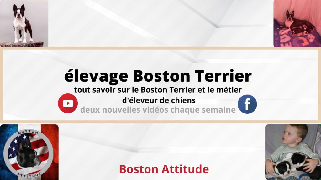 Boston Attitude - Le plaisir de vous faire découvrir la Bannière de votre chaîne Youtube