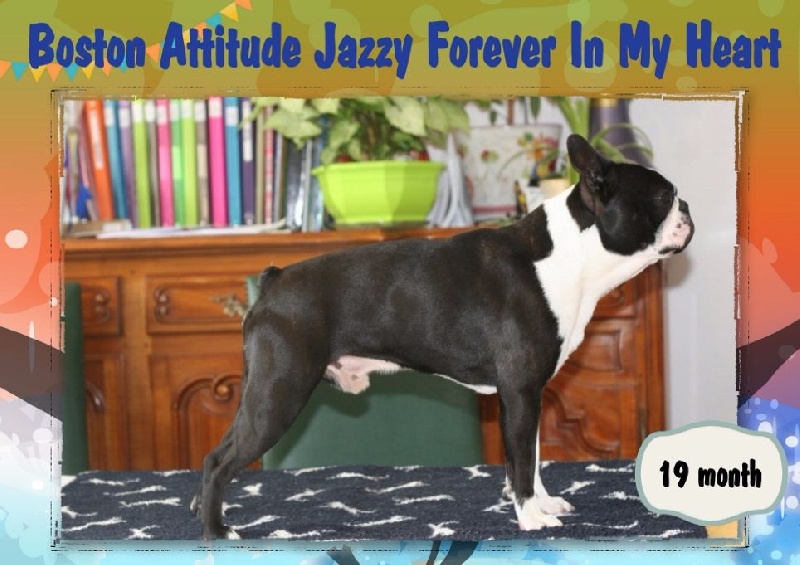 CH. Boston Attitude Jazzy forever in my heart