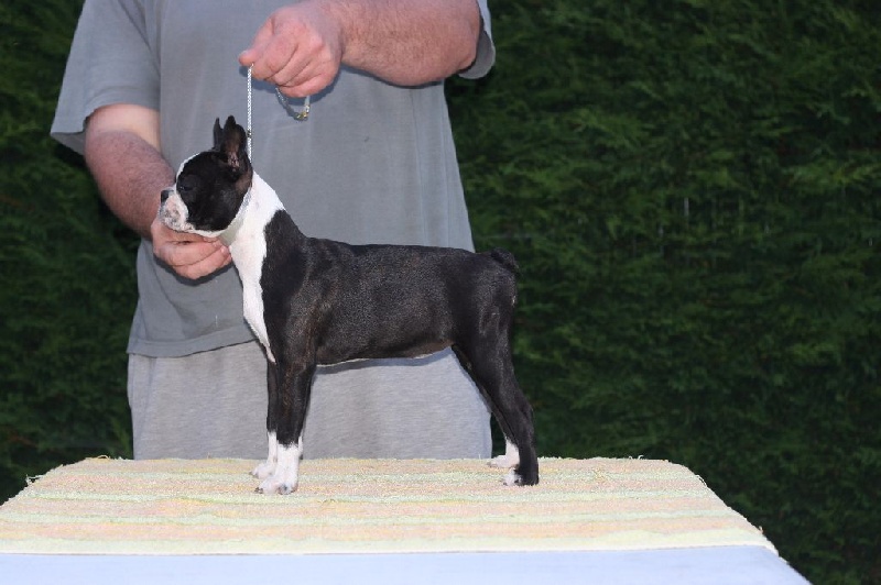 CH. Moonshine du Clan Tennessee