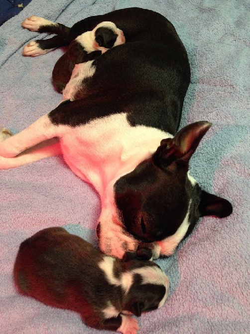 Boston Attitude - Les premiers bébés de notre Champion