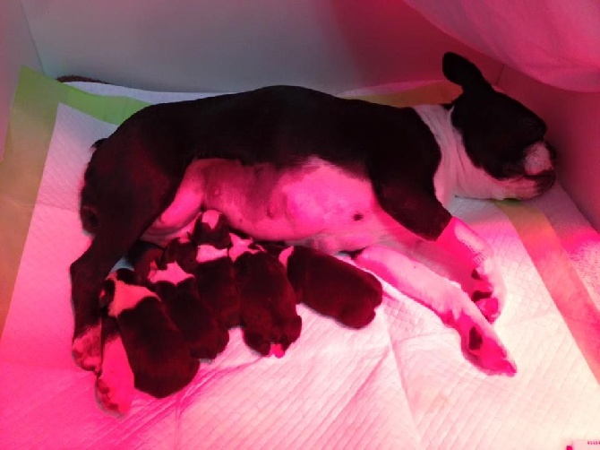 Boston Attitude - De nouveaux bébés de notre Champion Jazzy sont nés au Canada !!!