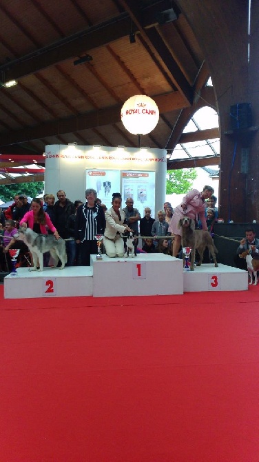 Boston Attitude - Brive-la-gaillarde CAC CACIB