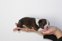 CHIOT