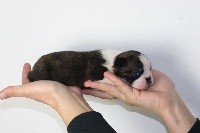 CHIOT
