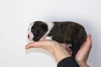 CHIOT
