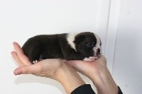 CHIOT
