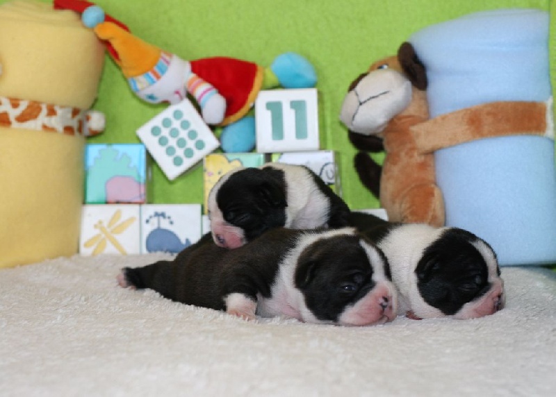 Chiot Boston Terrier Boston Attitude